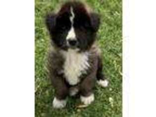 Akita Puppy for sale in Riverton, UT, USA