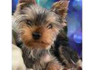 Yorkshire Terrier Puppy for sale in Torrance, CA, USA