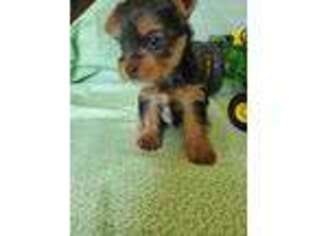 Yorkshire Terrier Puppy for sale in Paragould, AR, USA