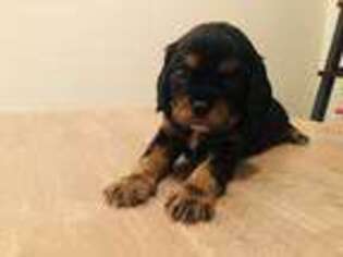 Cavalier King Charles Spaniel Puppy for sale in Fort Mill, SC, USA