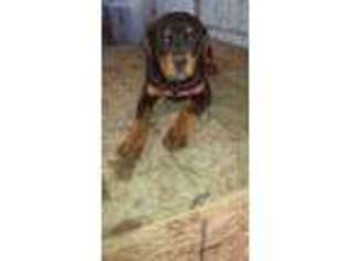 Rottweiler Puppy for sale in Angola, IN, USA