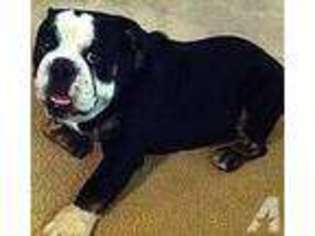 Bulldog Puppy for sale in WOODLAND HILLS, CA, USA