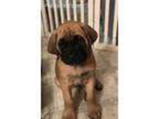Mastiff Puppy for sale in Mexico, MO, USA