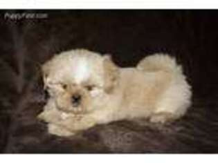Mutt Puppy for sale in Jackson, AL, USA