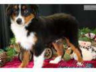 Australian Shepherd Puppy for sale in Saint George, UT, USA