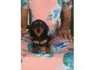 Dachshund Puppy for sale in Knippa, TX, USA