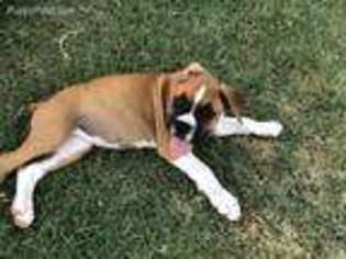 Boxer Puppy for sale in Collinsville, OK, USA