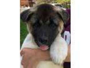 Akita Puppy for sale in Iron River, MI, USA