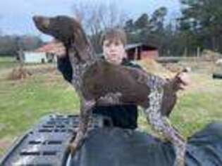 German Shorthaired Pointer Puppy for sale in Miami, FL, USA