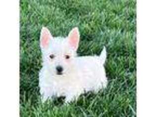 West Highland White Terrier Puppy for sale in Nappanee, IN, USA