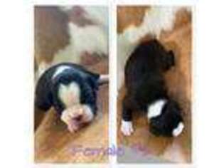 Boston Terrier Puppy for sale in Olathe, CO, USA
