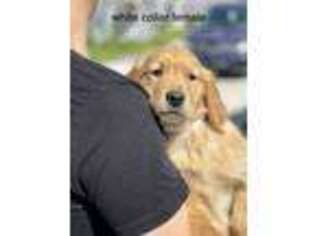 Golden Retriever Puppy for sale in Hartwell, GA, USA