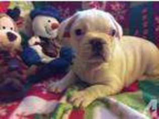 French Bulldog Puppy for sale in GRANVILLE, OH, USA