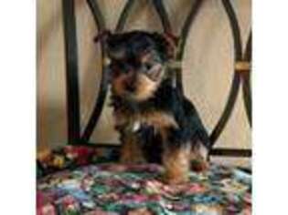 Yorkshire Terrier Puppy for sale in Caldwell, ID, USA