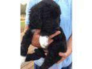 Goldendoodle Puppy for sale in Mendenhall, MS, USA