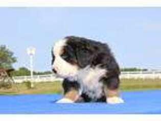 Bernese Mountain Dog Puppy for sale in Williamsfield, OH, USA