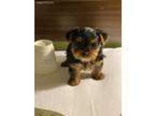 Yorkshire Terrier Puppy for sale in Flossmoor, IL, USA