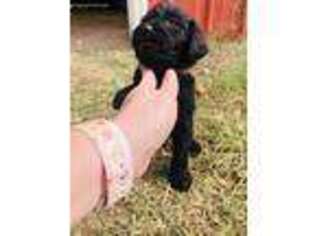 Labradoodle Puppy for sale in Danville, AL, USA