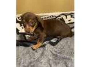 Dachshund Puppy for sale in Harrison, NY, USA