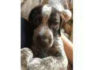 German Shorthaired Pointer Puppy for sale in Owings, MD, USA