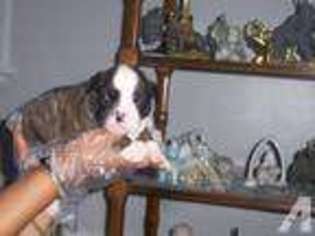 Olde English Bulldogge Puppy for sale in ROCHESTER, NY, USA