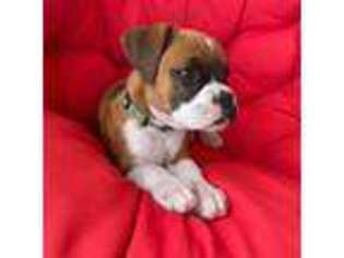 Boxer Puppy for sale in Tacoma, WA, USA
