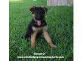 German Shepherd Dog Puppy for sale in Weslaco, TX, USA