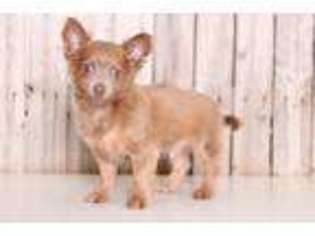 Chihuahua Puppy for sale in Butler, OH, USA
