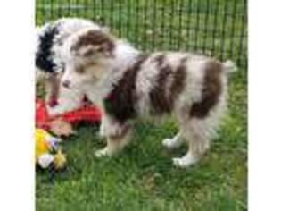 Miniature Australian Shepherd Puppy for sale in Edgemoor, SC, USA
