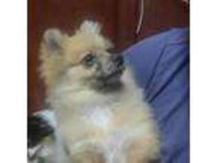 Pomeranian Puppy for sale in Windsor, SC, USA