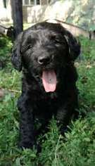 Labradoodle Puppy for sale in Brookings, SD, USA