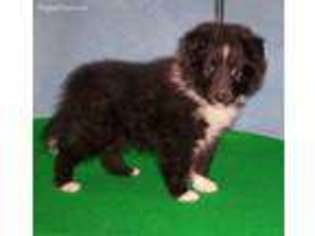 Shetland Sheepdog Puppy for sale in Coopersburg, PA, USA