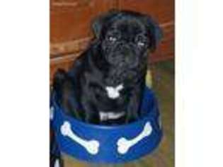 Pug Puppy for sale in Woonsocket, RI, USA