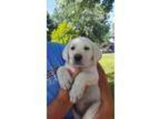 Labrador Retriever Puppy for sale in Piqua, OH, USA