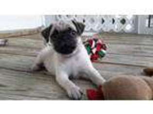 Pug Puppy for sale in Ocean Isle Beach, NC, USA