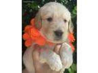 Goldendoodle Puppy for sale in Melbourne Beach, FL, USA