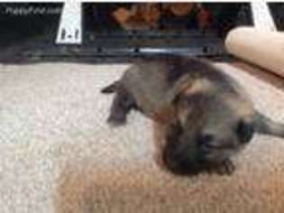 German Shepherd Dog Puppy for sale in Watson, IL, USA