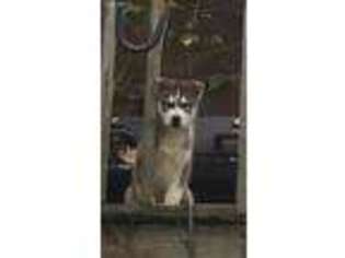 Siberian Husky Puppy for sale in Goshen, KY, USA
