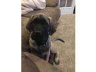 Mastiff Puppy for sale in Rogue River, OR, USA