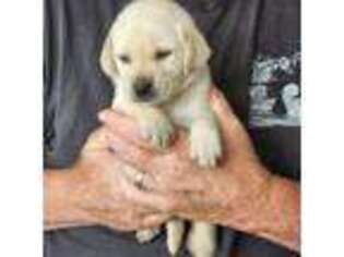 Labrador Retriever Puppy for sale in Brookings, OR, USA