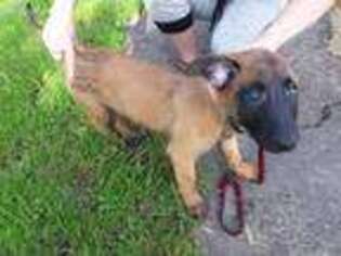 Belgian Malinois Puppy for sale in Melrose, OH, USA