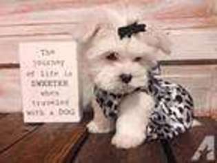 Maltese Puppy for sale in JONESVILLE, NC, USA