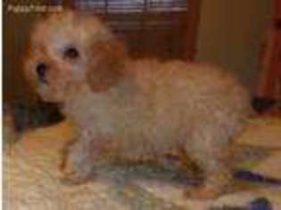 Mutt Puppy for sale in Prescott, MI, USA