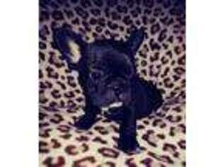 French Bulldog Puppy for sale in North Dighton, MA, USA