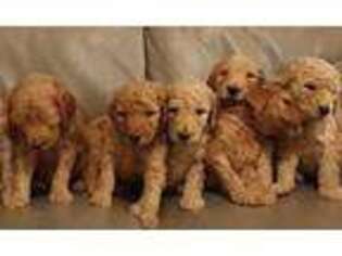 Goldendoodle Puppy for sale in Azusa, CA, USA