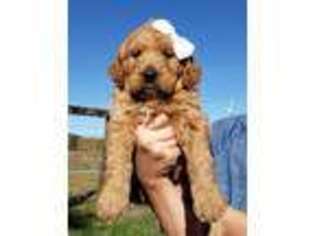 Goldendoodle Puppy for sale in Roseburg, OR, USA