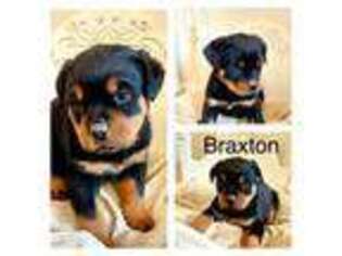 Rottweiler Puppy for sale in Etters, PA, USA