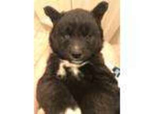Siberian Husky Puppy for sale in Auburn Hills, MI, USA
