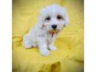 Coton de Tulear Puppy for sale in Culpeper, VA, USA