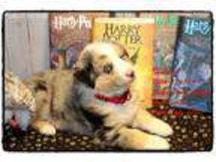 Miniature Australian Shepherd Puppy for sale in Columbus, MT, USA